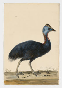 Drawing of a Southern Cassowary from a 18th century specimen [modern geographical distribution: Papua New Guinea and Northern Australia. Attributed to Paillou, Peter, c.1720 – c.1790]