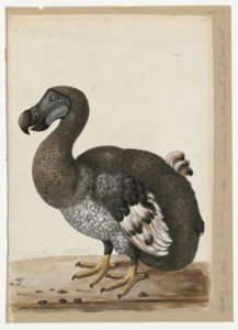 Drawing of a Dodo from a 18th century specimen [modern geographical distribution: extinct].