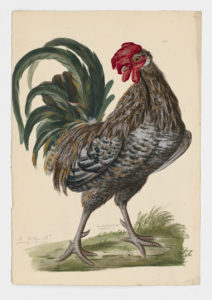 Drawing of a Chicken from a 18th century specimen [modern geographical distribution: worldwide]