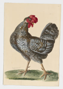 Drawing of a Chicken from a 18th century specimen [modern geographical distribution: worldwide]