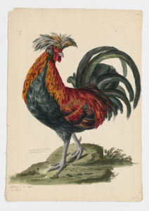 Drawing of a Polish Rooster from a 18th century specimen