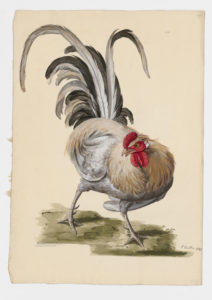 Drawing of a possible Nankin Bantam from a 18th century specimen