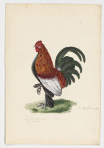Drawing of a Chicken from a 18th century specimen