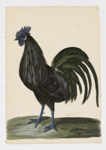 Drawing of an Ayam Cemani Rooster from a 18th century specimen
