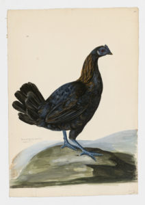 Drawing of an Ayam Cemani Hen from a 18th century specimen