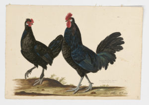 Drawing of a Minorca Rooster and Minorca Hen from 18th century specimens