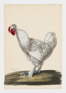 Drawing of a Silkie Rooster from a 18th century specimen