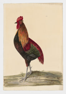 Drawing of a possible Araucana Mix or Manx Rumpie from a 18th century specimen [Attributed to Paillou, Peter, c.1720 – c.1790]