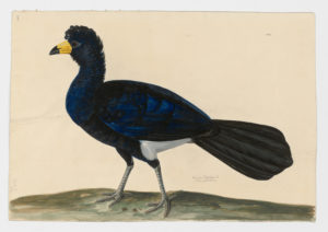 Drawing of a male Great Curassow from a 18th century specimen [modern geographical distribution: Southern Mexico, Central America, and Northern Ecuador. Attributed to Paillou, Peter, c.1720 – c.1790]