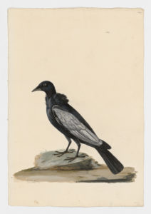 Drawing of a leucistic Carib Grackle from a 18th century specimen [modern geographical distribution: the Caribbean and Northern South America. Attributed to Paillou, Peter, c.1720 – c.1790]