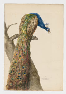 Drawing of a male Indian Peafowl from a 18th century specimen [modern geographical distribution: India, introduced in South Africa, Australia, and Europe. Attributed to Paillou, Peter, c.1720 – c.1790]
