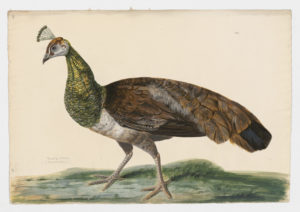 Drawing of a female Indian Peafowl from a 18th century specimen [modern geographical distribution: India, introduced in South Africa, Australia, and Europe. Attributed to Paillou, Peter, c.1720 – c.1790]