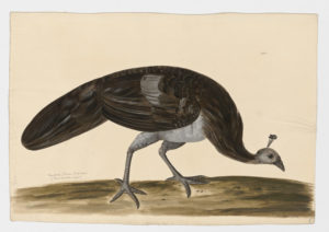 Drawing of a female Indian Peafowl from a 18th century specimen [modern geographical distribution: India, introduced in South Africa, Australia, and Europe]