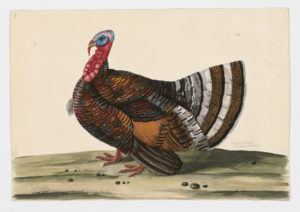 Drawing of a Wild Turkey from a 18th century specimen [modern geographical distribution: North America and introduced in New Zealand. Attributed to Paillou, Peter, c.1720 – c.1790]