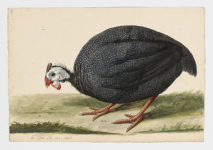 Drawing of a Helmeted Guineafowl from a 18th century specimen [modern geographical distribution: Africa, introduced in Caribbean, Australia, Europe, and North America]