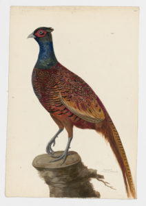 Drawing of a male Common Pheasant from a 18th century specimen [modern geographical distribution: widespread across Northern Hemisphere; also found in Australia and New Zealand. Attributed to Paillou, Peter, c.1720 – c.1790]