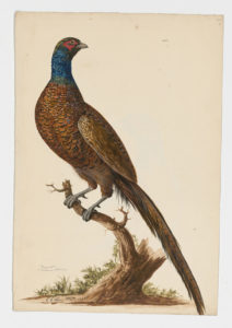 Drawing of a male Common Pheasant from a 18th century specimen [modern geographical distribution: widespread across Northern Hemisphere; also found in Australia and New Zealand]