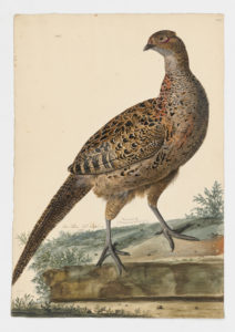 Drawing of a female Common Pheasant from a 18th century specimen [modern geographical distribution: widespread across Northern Hemisphere; also found in Australia and New Zealand]