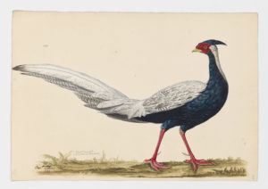 Drawing of a male Silver Pheasant from a 18th century specimen [modern geographical distribution: China and Southeast Asia]