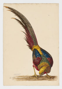 Drawing of a male Golden Pheasant from a 18th century specimen [modern geographical distribution: Central China, Europe, and New Zealand]