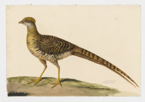 Drawing of a female Golden Pheasant from a 18th century specimen [modern geographical distribution: Central China, Europe, and New Zealand. Attributed to Paillou, Peter, c.1720 – c.1790]