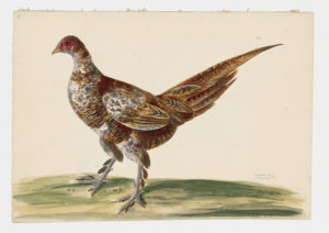 Drawing of a female Mrs. Hume's Pheasant from a 18th century specimen [modern geographical distribution: Southeast Asia]