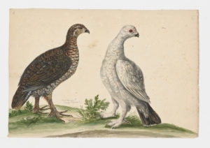 Drawing of a female Rock Ptarmigan from a 18th century specimen [modern geographical distribution: Canada, Alaska, and Scandinavia] and a female Willow Ptarmigan from an 18th century specimen [modern geographical distribution: Canada, Alaska, Scandinavia, and the United Kingdom. Attributed to Paillou, Peter, c.1720 – c.1790 and Collins, Charles]