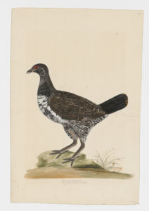 Drawing of a male Spruce Grouse from a 18th century specimen [modern geographical distribution: Canada, Alaska, and the Northern United States. Attributed to Paillou, Peter, c.1720 – c.1790]