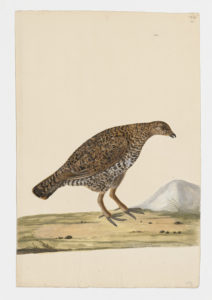 Drawing of a female Spruce Grouse from a 18th century specimen [modern geographical distribution: Canada, Alaska, and the Northern United States. Attributed to Paillou, Peter, c.1720 – c.1790]
