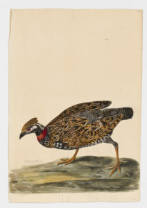 Drawing of a male Black Francolin from a 18th century specimen [modern geographical distribution: India, the Middle East, and Hawaii. Attributed to Paillou, Peter, c.1720 – c.1790]