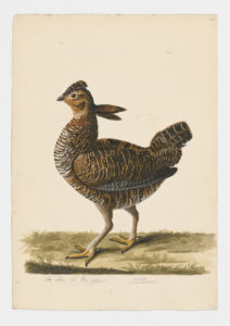 Drawing of a female Greater Prairie Chicken from a 18th century specimen [modern geographical distribution: the Plains of the Central United States]