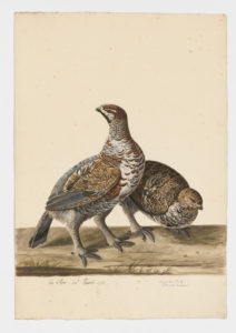 Drawing of a pair of Hazel Grouse from 18th century specimens [modern geographical distribution: Europe; Central and Northeast Asia]