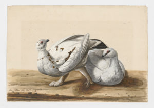 Drawing of a pair of male and female Rock Ptarmigan from 18th century specimens [modern geographical distribution: Canada, Alaska, and Scandinavia]
