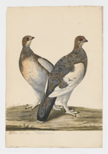 Drawing of a pair of female Rock Ptarmigans from 18th century specimens [modern geographical distribution: Canada, Alaska, and Scandinavia]