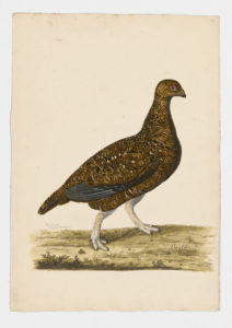 Drawing of a Willow Ptarmigan, a subspecies of the Red Grouse, from a 18th century specimen [modern geographical distribution: the United Kingdom]