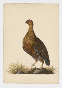 Drawing of a male Willow Ptarmigan, a subspecies of the Red Grouse, from a 18th century specimen [modern geographical distribution: the United Kingdom]