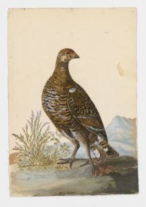 Drawing of a female Black Grouse from a 18th century specimen [modern geographical distribution: Europe; Central and Northeast Asia]