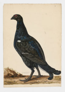 Drawing of a male Black Grouse from a 18th century specimen [modern geographical distribution: Europe; Central and Northeast Asia]