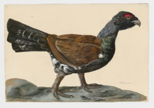 Drawing of a male Western Capercaillie from a 18th century specimen [modern geographical distribution: Europe and Central Asia. Attributed to Paillou, Peter, c.1720 – c.1790]
