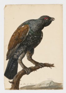 Drawing of a male Western Capercaillie from a 18th century specimen [modern geographical distribution: Europe and Central Asia]