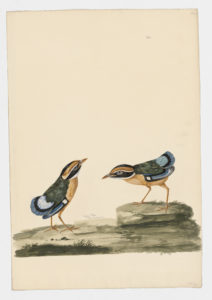 Drawing of a pair of Indian Pittas from 18th century specimens [modern geographical distribution: India. Attributed to Paillou, Peter, c.1720 – c.1790]