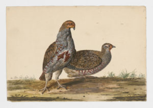 Drawing of a pair of male and female Gray Partidges from 18th century specimens [modern geographical distribution: Canada, the Northern United States, Europe, and Central Asia]