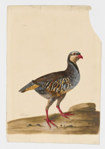 Drawing of a Chukar from a 18th century specimen [modern geographical distribution: Southeast Europe, the Middle East, Central Asia, Northeast Asia, and the United States. Attributed to Paillou, Peter, c.1720 – c.1790]
