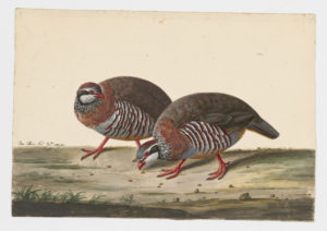 Drawing of a pair of Red-legged Partridges from 18th century specimens [modern geographical distribution: Western Europe]
