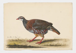 Drawing of a Red-legged Partridge from a 18th century specimen [modern geographical distribution: Western Europe]