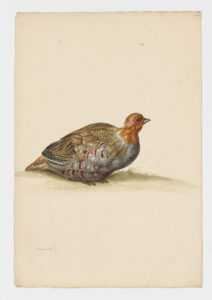 Drawing of a male Gray Partridge from a 18th century specimen [modern geographical distribution: Canada, the Northern United States, Europe, and Central Asia. Attributed to Collins, Charles]