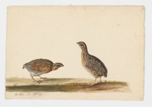 Drawing of a pair of Common Quails from 18th century specimens [modern geographical distribution: Europe, South and East Africa, the Middle East, Central Asia, and India]