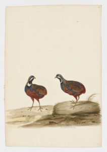Drawing of pair of Blue-breasted King Quails from 18th century specimens [modern geographical distribution: India, Southeast Asia, the Philippines, Indonesia, and Australia. Attributed to Paillou, Peter, c.1720 – c.1790]