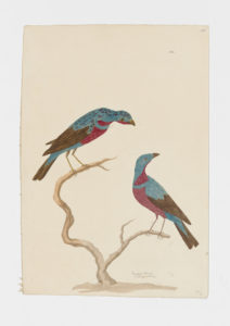 Drawing of a pair of Banded Cotingas from 18th century specimens [modern geographical distribution: Brazil (near the city of Salvador). Attributed to Taylore, Anne and Taylor, Frances]