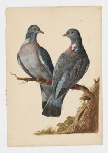 Drawing of a pair of Common Wood Pigeons from 18th century specimens [modern geographical distribution: Europe, the Middle East, and Central Asia]